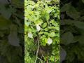 Apni jagah par khilna seekho🌺🌼| अपराजिता के फूल#garden #trending #shorts #beautiful #flowers #nature