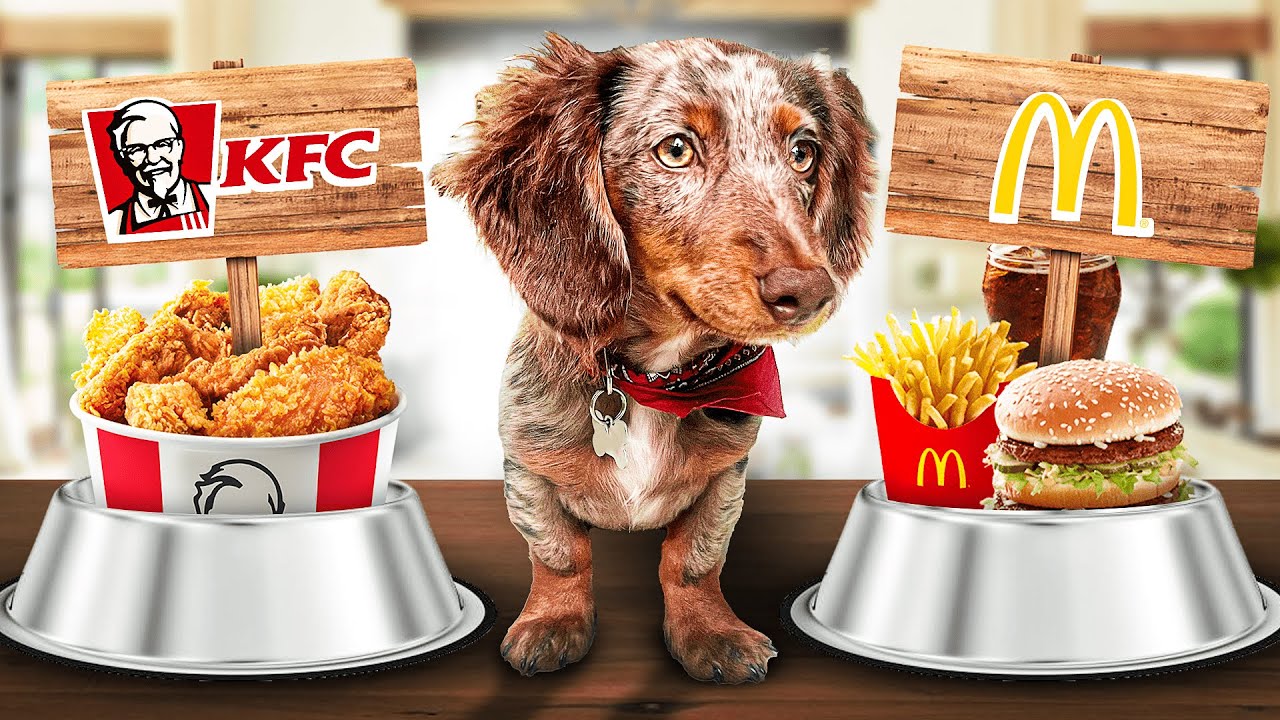PUPPY OLLIE PROBEERT VOOR DE EERSTE KEER ETEN!