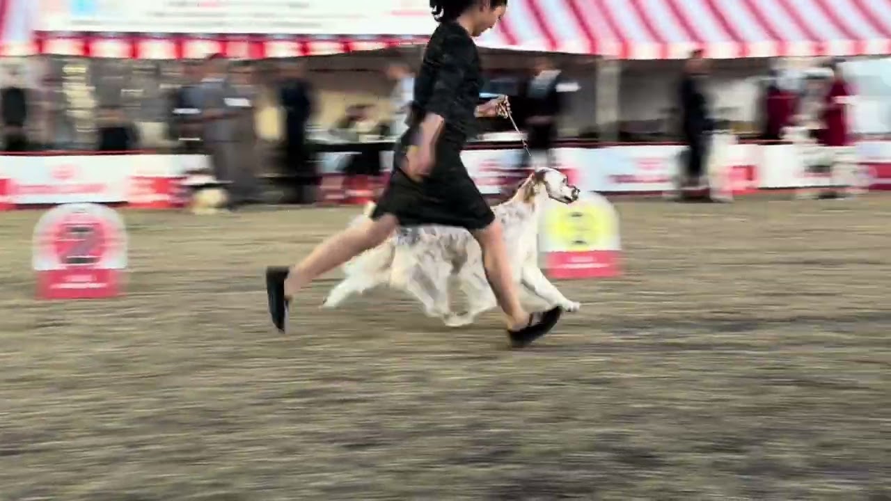 2026.3.1. FCI 中部インター　ベスト・イン・ショー　BIS