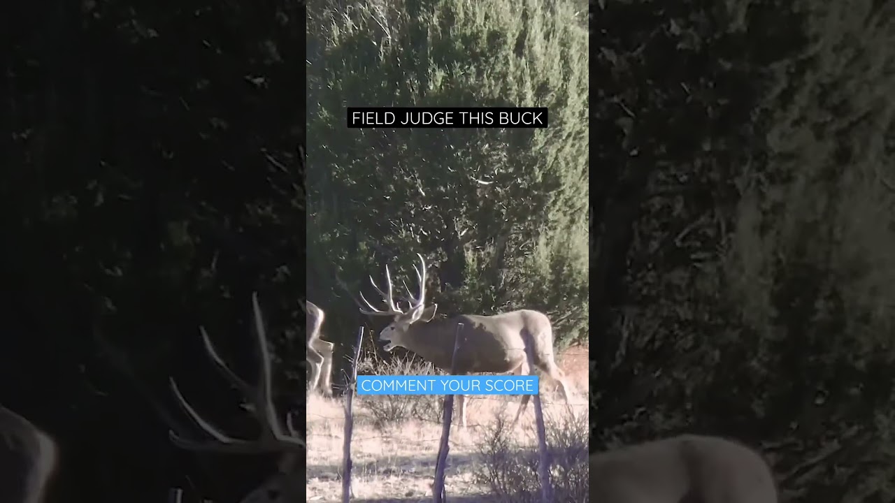 Comment what you think this big mule deer buck scores! 
