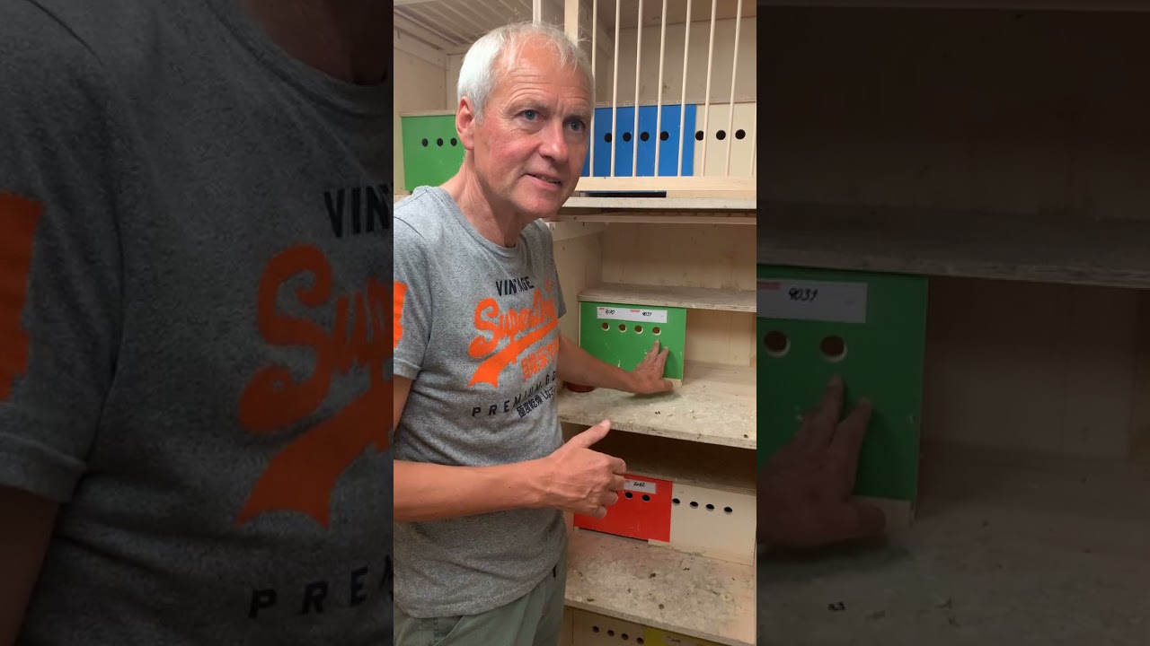 البطل الماني الحمام الزاجل  هانس باول اسر