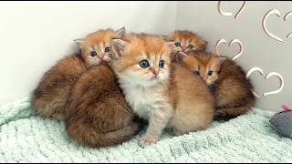 Kittens Freeze and Huddle Together at the Sound of Gunfire