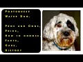 Portuguese Water Dog. Pros and Cons, Price, How to choose, Facts, Care, History