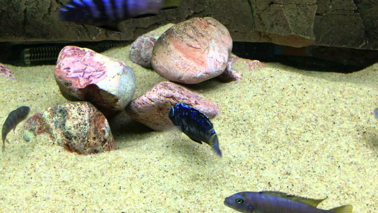 Pseudotropheus 