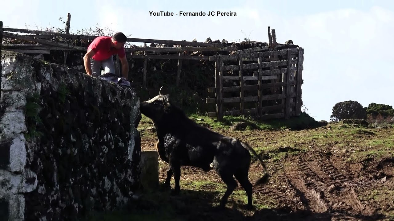 JAF - O Perigo Ali Tão Perto - Danger Was So Close Working With Bulls - Terceira Island - Azores