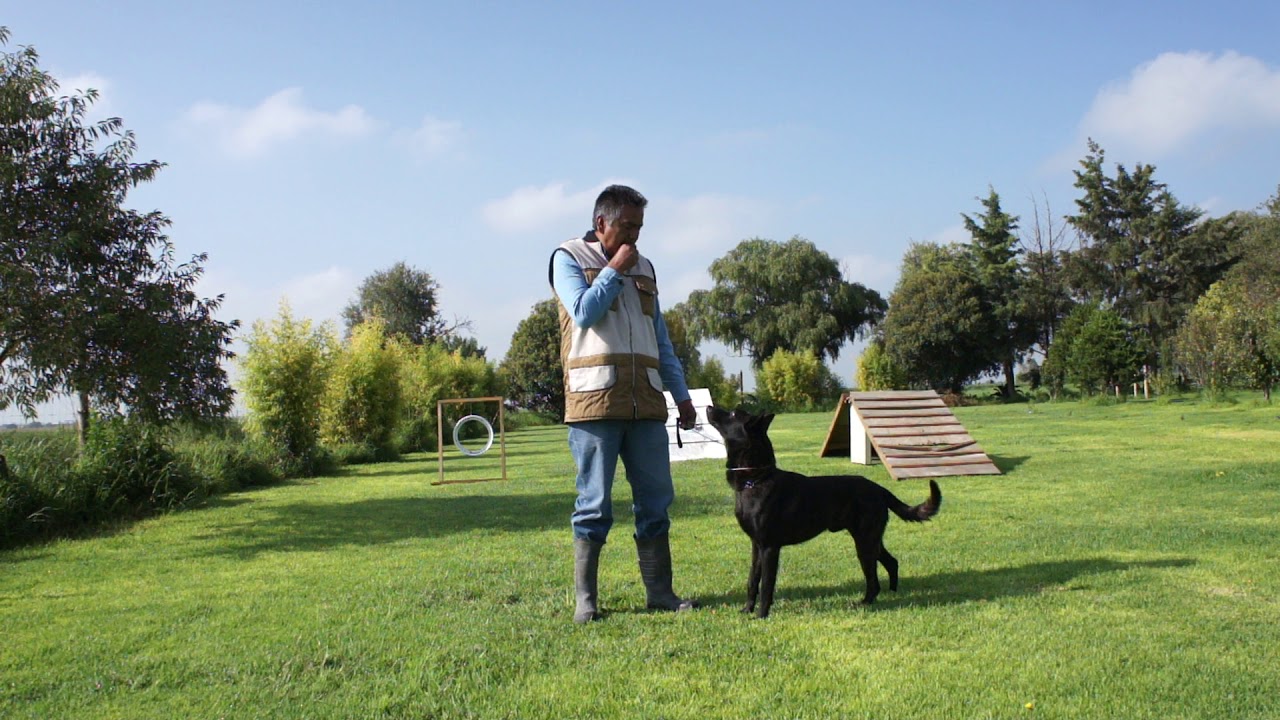 3 Guardia y Protección  Pastor holandés