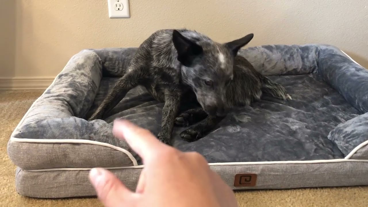 EHEYCIGA Orthopedic Dog Beds for Large Dogs, Waterproof Memory Foam Large Dog Bed Review