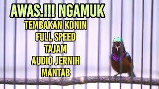 MASTERAN KOLIBRI FULL TEMBAKAN SPEED RAPAT DAN TAJAM SUARA JERNIH AMPUH BIKIN GACOR IKUT NYAUT
