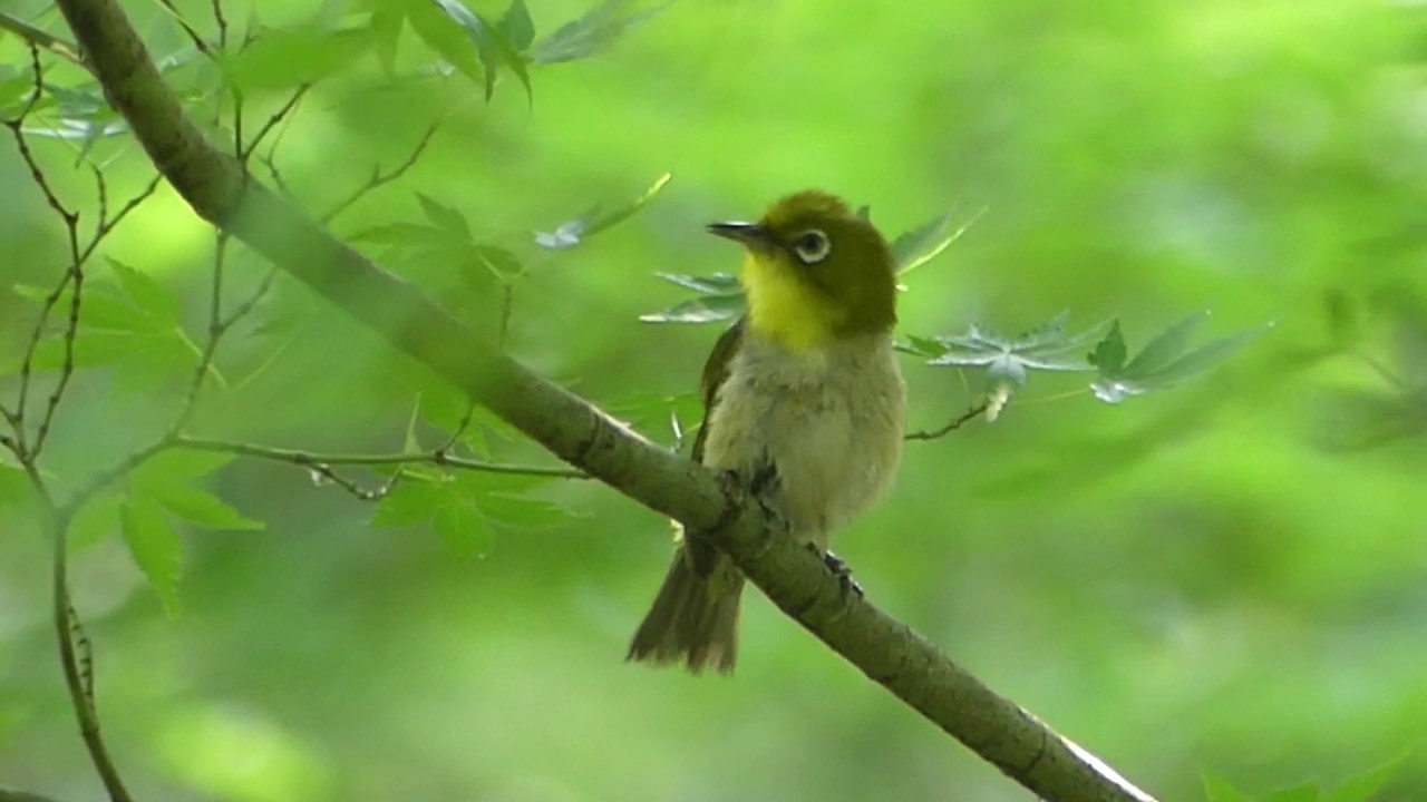 メジロとカイツブリ若鳥 Youtube