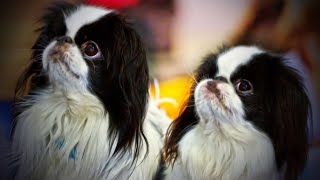 Cavalier King Charles Spaniel Characteristics and Temperament