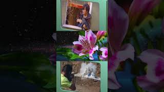 Celebrity TRILLIUM IN 2026 Wealth