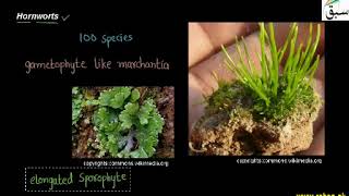 Hornworts | 1st year Biology | swap education portal