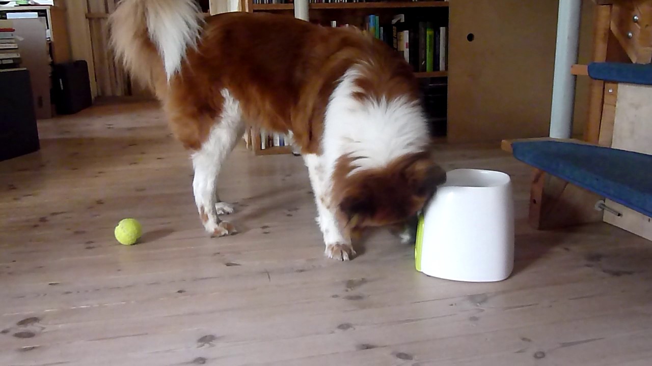 Smilla mit der Ballmaschine für Hunde Interactive Fetch &amp; Treat! YouTube