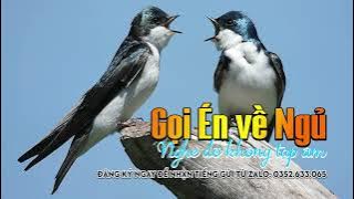 tiếng chim én đen ngực trắng gọi bầy chuẩn nhất