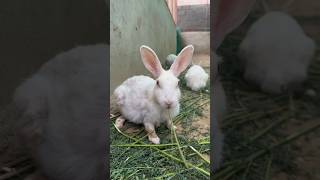 Rabbits Deer Wow Go And Visit Smart Time Dua Green In Gadap