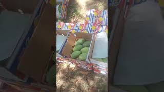Export Quality Mango from Pakistan #exportquality #mango #mangoexport