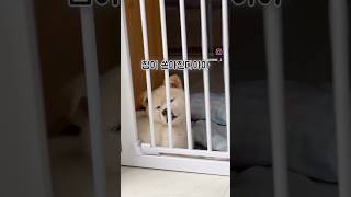 잠이 쏟아지는 아기 강냉이💕 #KVD #진도믹스