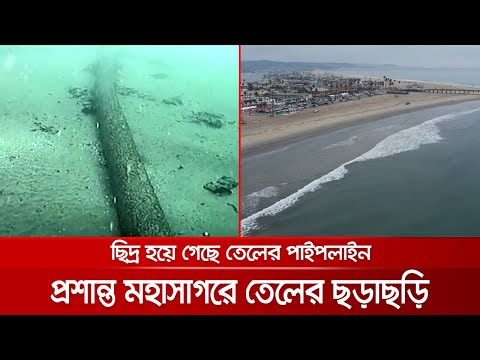 ভিডিও: তেল ছড়িয়ে পড়ে কত প্রাণী মারা যায়?