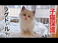雨の夜､ドブに捨てられた子猫は､まさかのラグドールでした