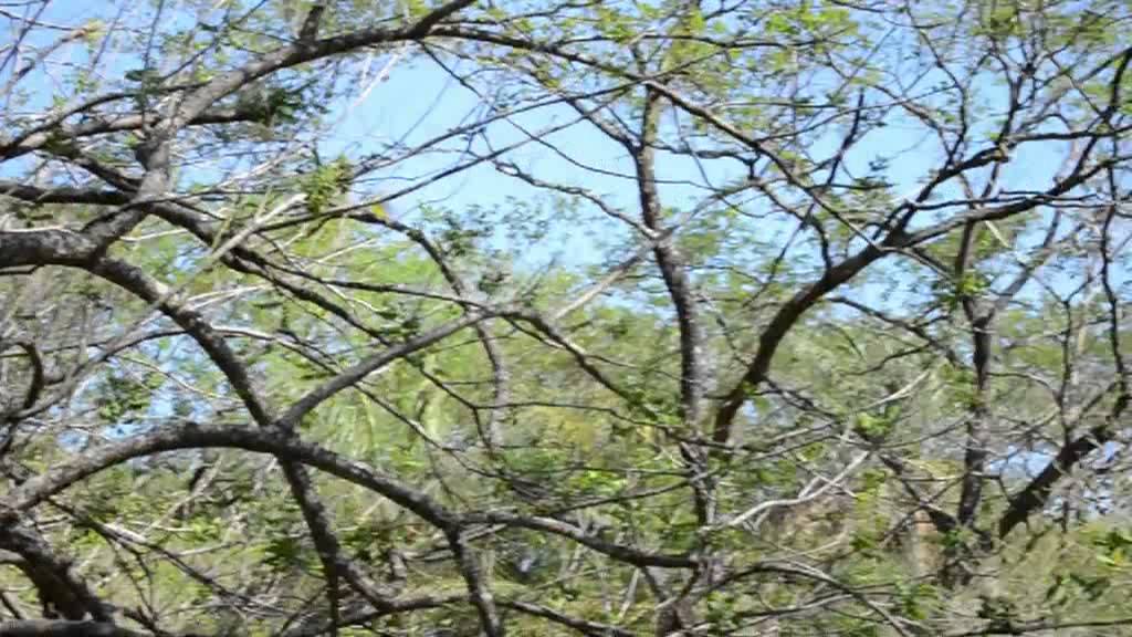 Howler Monkeys Guanacaste, Costa Rica YouTube