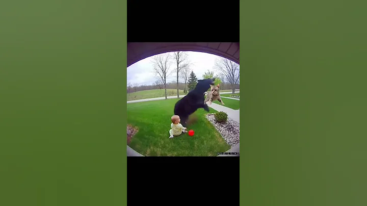 Cat Saves Baby From Charging Bear