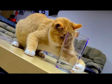 Best of the Week - Funny Pets and Cute Animals 2025