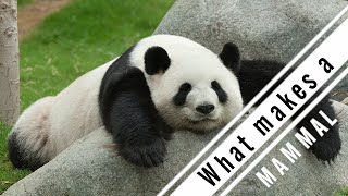 What makes a Mammal?