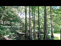 落羽松 ラクウショウ Taxodium distichum