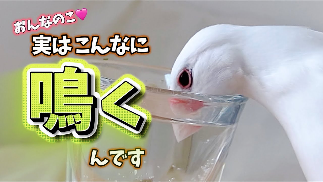 文鳥メス鳴き声 食べて飲んでびっくり飛びする日常風景【BGMなし】