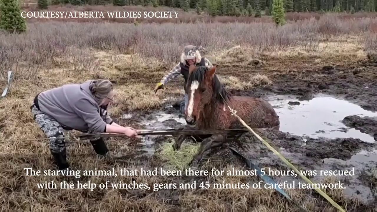 How it took rescuers 45 minutes to pull out a wild horse stuck in muddy ...
