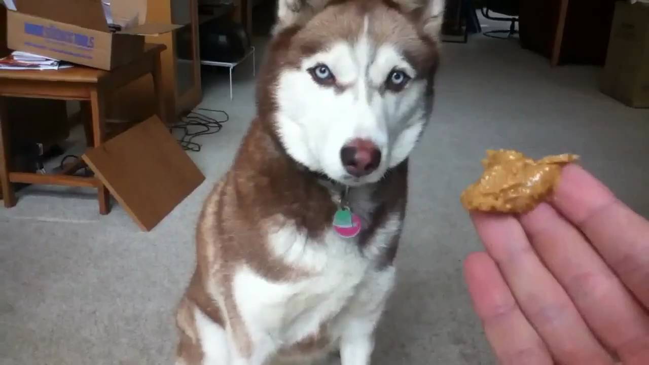 Siberian Husky Eating Peanut Butter YouTube