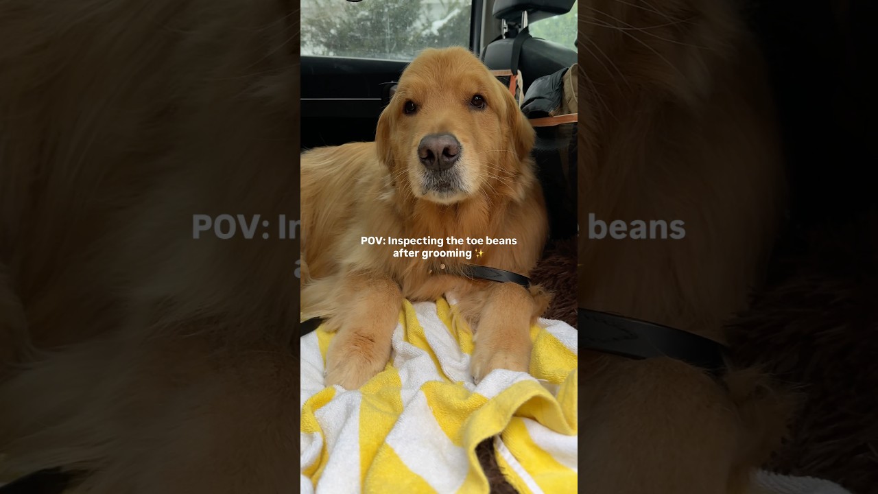 Golden Retriever Has the Cutest Paws After Grooming 😭