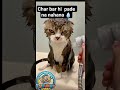 ##itni garmi##India mein Dubai feel hona##cat viral short ##🤣🤣