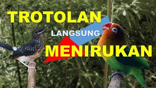 Masteran Murai Batu Trotolan Terbaik Dengan Jeda 2 Menit Suara Burung Lovebird Jernih