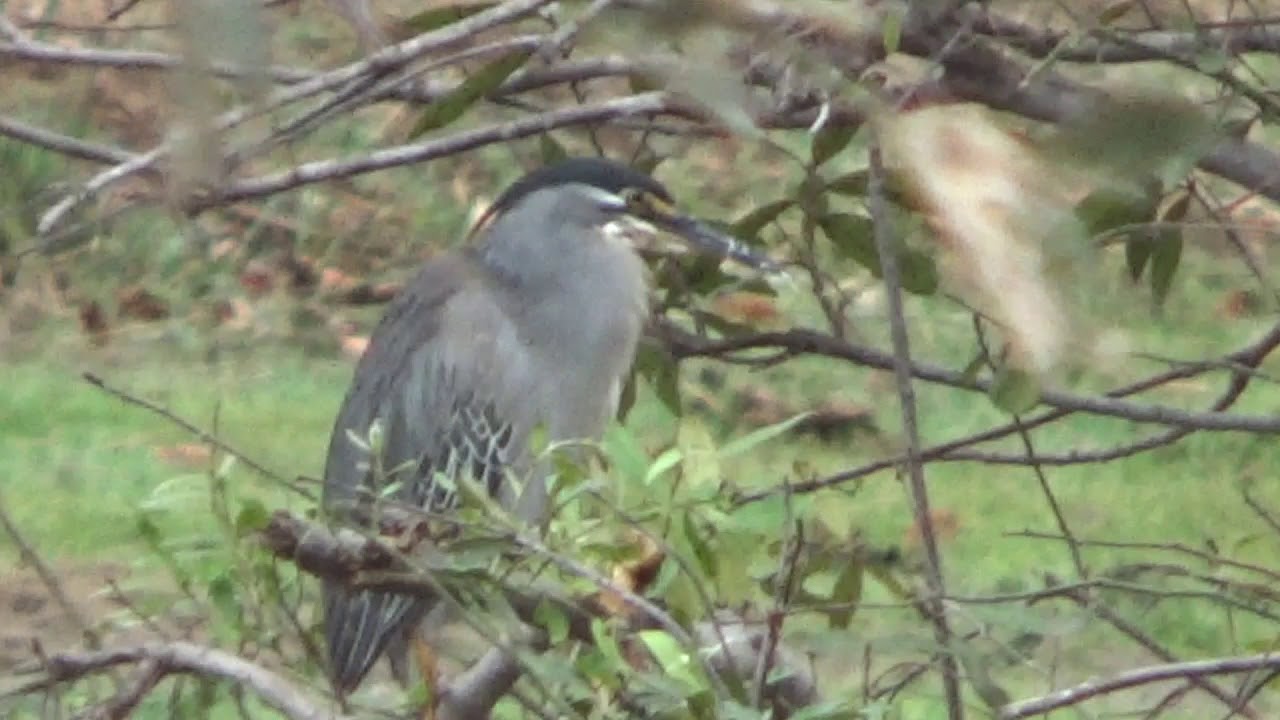 Greenbacked Heron
