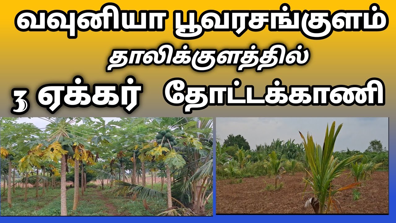 வவுனியா பூவரசங்குளம் தாலிக்குளத்தில்3 ஏக்கர்30சம்மலிவுவிதோட்டக்காணிவிற்பனைக்கு