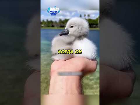 Человек думал что спас утёнка, а это оказался лебедь❤️ #животные #animals