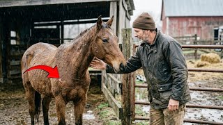 No One Wanted This Dying Horse, But This Farmer Saw Her True Worth