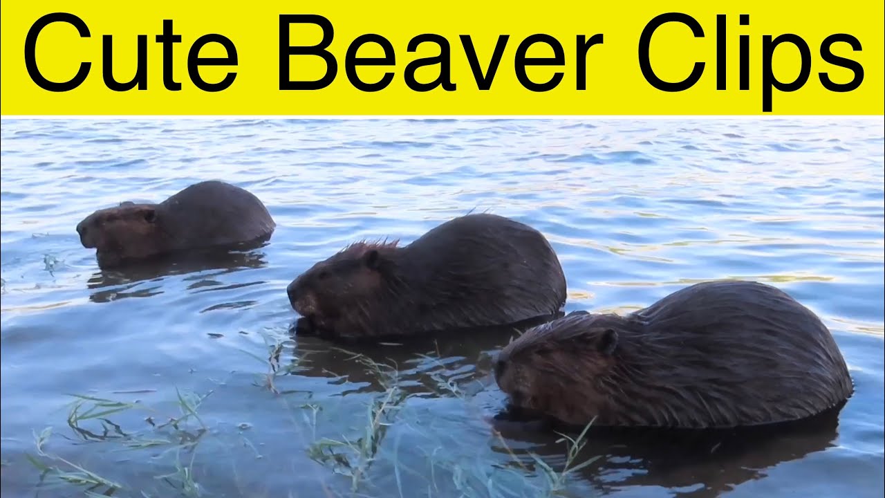 Cute Video Clips of Beavers From One Awesome Evening at the River YouTube