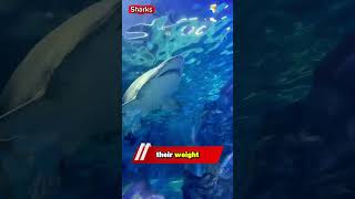Mindblowing Shark Facts You Didnt Know facts animals trending