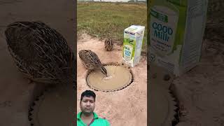 🔥 Desi Jugaad Bird Trap | Easy &amp; Fast Trick #Jugaad #Shorts #Viral