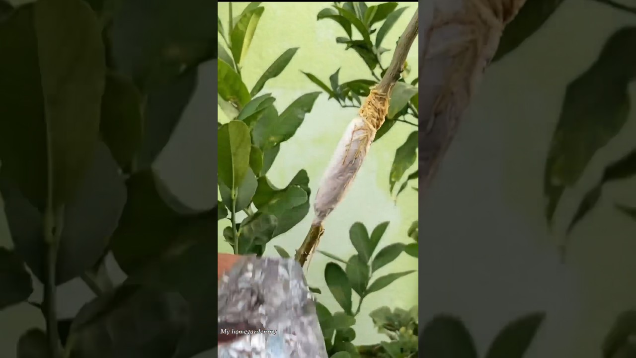 Simple lemon tree air layering 