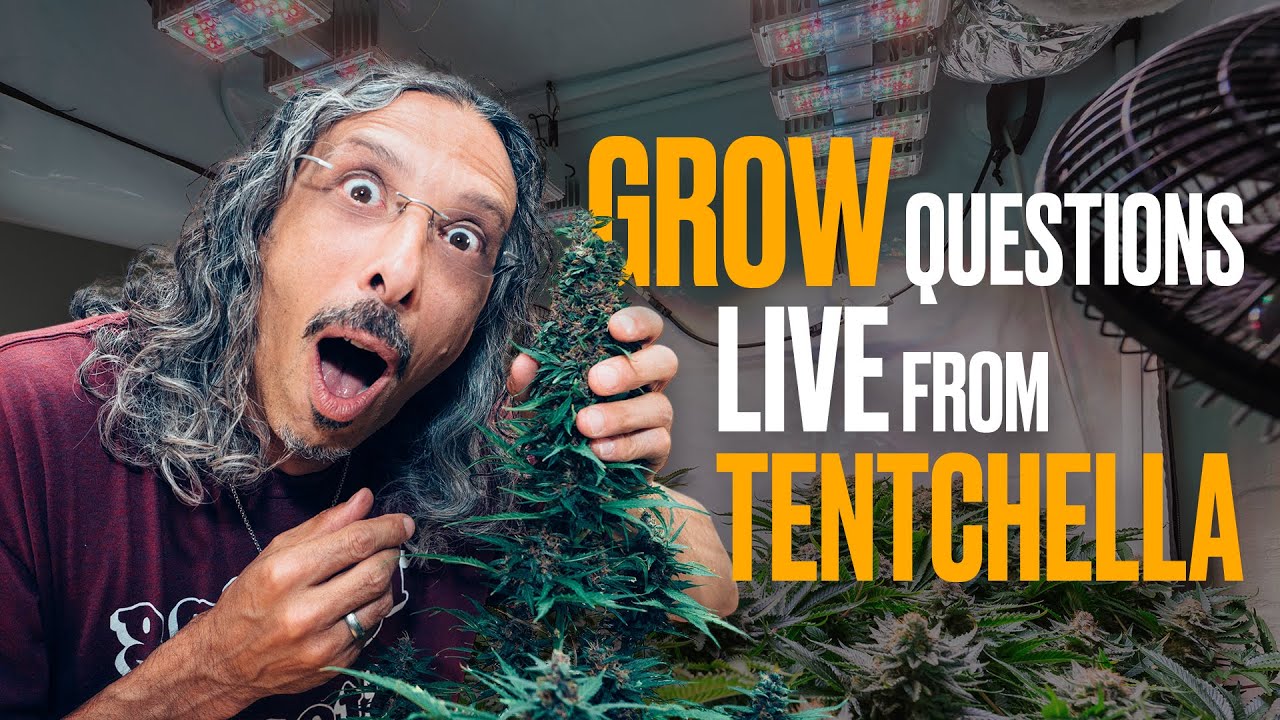 Growing at Home Q&A with Kyle Kushman: Tent Setup, Living Soil & Harvest Tips