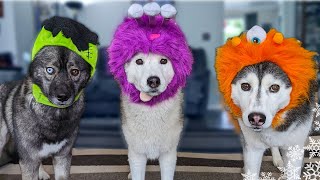 My Dogs Try On Funny Halloween Costumes  Trick or Treat?