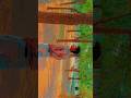 Dil Lagaib Devarwa Se #viralshorts #trendingshorts#shortsviral #newdancevideo #bhojpuridance