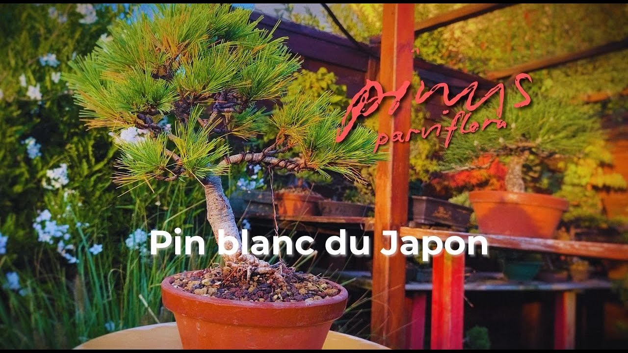 Pin blanc du Japon (pinus parviflora)