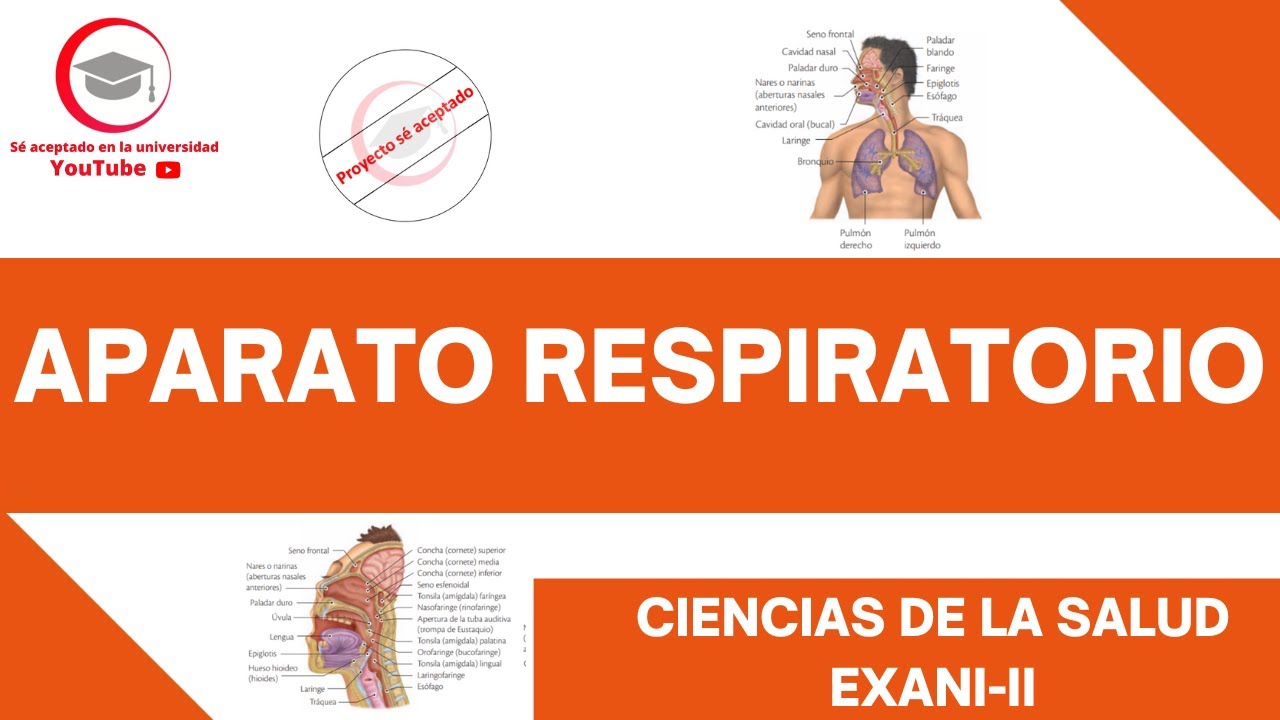 APARATO RESPIRATORIO (ESTRUCTURA Y FUNCIONES BÁSICAS)