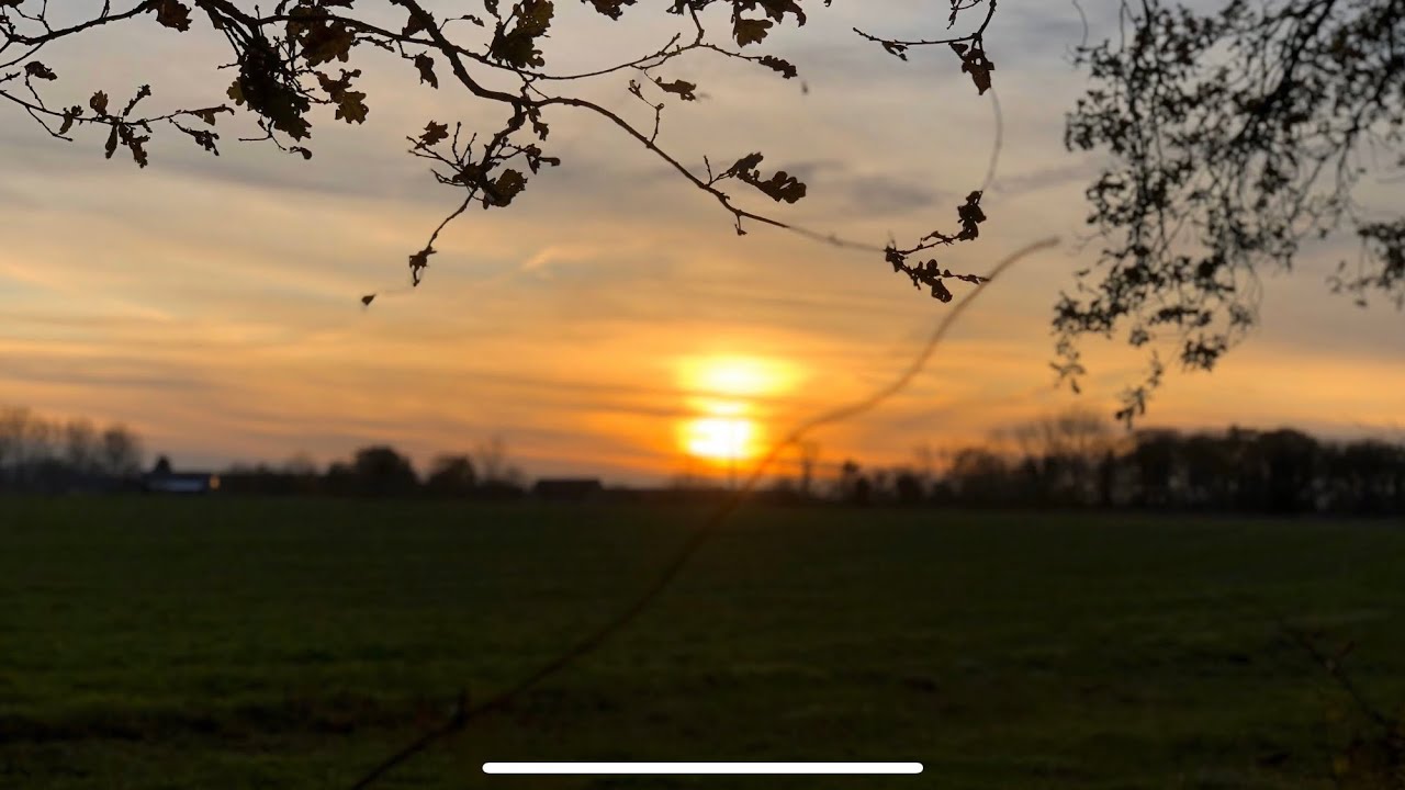 Do You Like Sunsets Chevreuille Dans La Foret Youtube