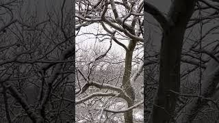 Snowy Morning  #snow #snowfall #snowflakes