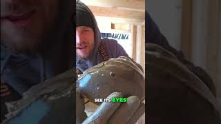 We Caught a Lobster, Horseshoe Crab & Blue Crab! #shorts